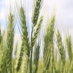 Buğday Rekoltesinde Tarihi Artış: Verim İki Katına Çıkabilir