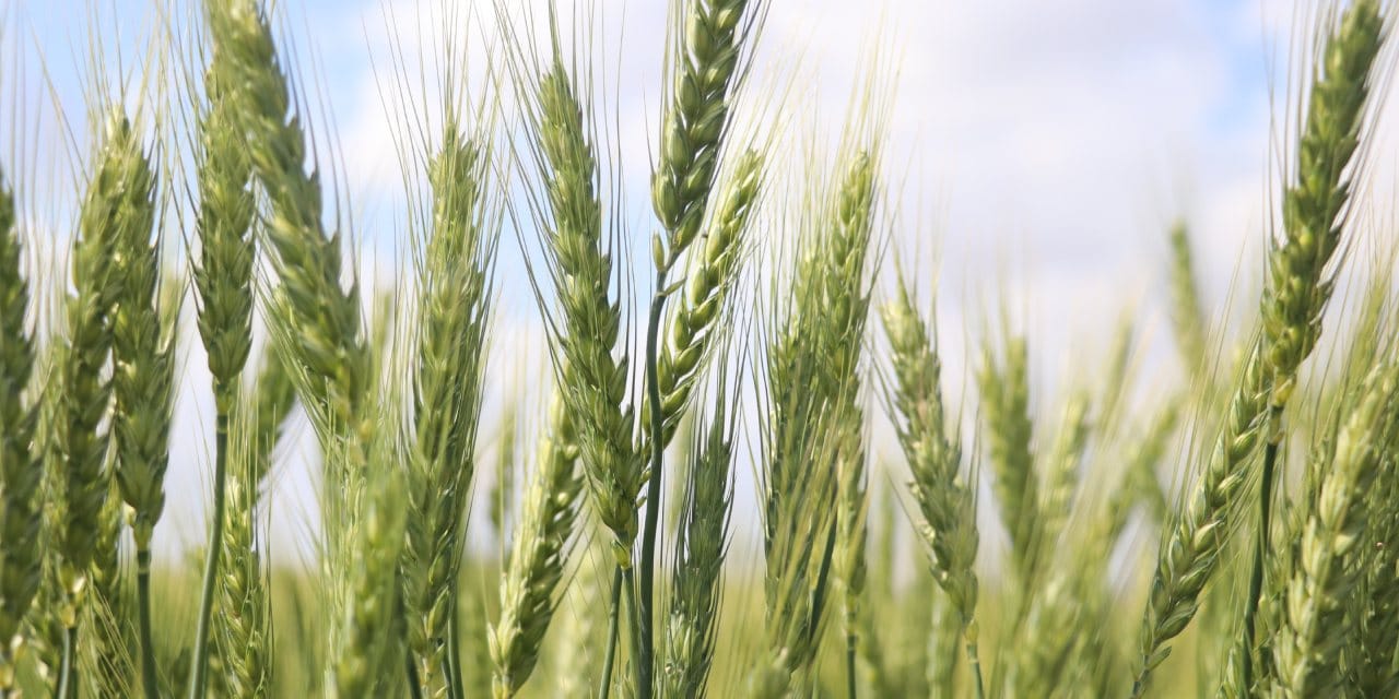 Buğday Rekoltesinde Tarihi Artış: Verim İki Katına Çıkabilir